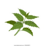 쐐기풀, 우르티카 디오이카, 흰색 배경에 벡터 스톡 벡터(로열티 프리) 2550529873 | Shutterstock