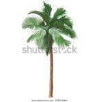팜 트리입니다. 열대 우림 잎, 잎 스톡 벡터(로열티 프리) 2284140681 | Shutterstock