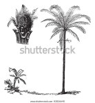 로얄 팜 또는 로이스노네아(Royal Palm or 스톡 벡터(로열티 프리) 83826640 | Shutterstock