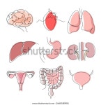 흰색 바탕에 있는 인간 장기 세트. 스톡 벡터(로열티 프리) 2660180981 | Shutterstock
