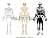 뼈대 스톡 벡터(로열티 프리) 53826208 | Shutterstock