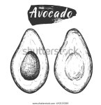 잉크 빈티지 아보카도 컷 그림, 구배 스톡 벡터(로열티 프리) 643114384 | Shutterstock