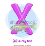 Stock Vector X X Ray Fish 스톡 벡터(로열티 프리) 1590186130 | Shutterstock
