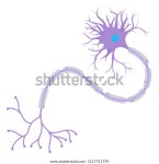 뉴런 스톡 벡터(로열티 프리) 1117711739 | Shutterstock
