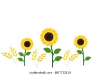 흰색 배경에 있는 아름다운 선플라워 필즈의 스톡 벡터(로열티 프리) 1504055750 | Shutterstock