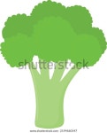 이것은 브로콜리의 그림이다. 스톡 벡터(로열티 프리) 2194660547 | Shutterstock