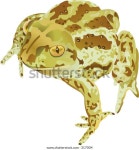 Toad-frogs 스톡 벡터(로열티 프리) 317004 | Shutterstock