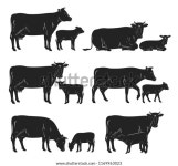 벡터 소와 송아지 실루엣은 농장, 식료품, 스톡 벡터(로열티 프리) 1169963023 | Shutterstock