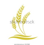 Wheat 스톡 벡터(로열티 프리) 221678884 | Shutterstock