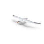 Sea bird 3D 오브젝트를 다운로드하세요. 5여 개의 Sea bird 로열티 프리 3D 이미지가 포함된 라이선스를 드립니다. | Shutterstock