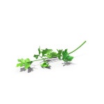 파슬리 3D 오브젝트를 다운로드하세요. 47여 개의 파슬리 로열티 프리 3D 이미지가 포함된 라이선스를 드립니다. | Shutterstock