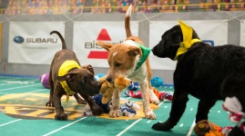 Q&A: Puppy Bowl producer Simon Morris discusses game - Sports Illustrated A Q&A with the Puppy Bowls producer