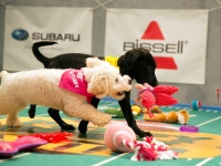 Q&A: Puppy Bowl producer Simon Morris discusses game - Sports Illustrated A Q&A with the Puppy Bowls producer