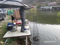 아산신수 유료낚시터 > 아산 신수지 4월 세째주말 모습입니다. : 낚시사랑