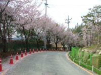 글목록 가야산야생화식물원 > 둘러보기 > 식물원의 사계 > 봄