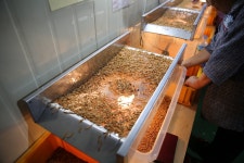 (글보기)곤충(고소애) 농가 방문 성주군청 > 성주소개 > 군정홍보 > 성주군 새소식 보기 성주문화관광