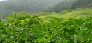 (글보기)고분군전시관 해바라기(2021.8.20) 성주 성산동 고분군 전시관 성주 성산동 고분군 전시관