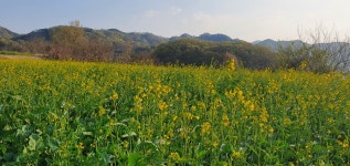 고분군전시관 유채단지 고분군 전시관 > 열린마당 > 포토갤러리 다함께! 힘찬 새성주, 환경과