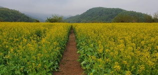 유채 꽃이 만개 했어요 성주 성산동 고분군 전시관 성주 성산동 고분군 전시관