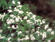 야생화식물원_중문 > 伽倻山野生花