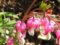 야생화식물원_영문 > MT. GAYA WILD FLOWERS