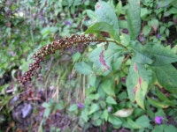 야생화식물원_영문 > MT. GAYA WILD FLOWERS
