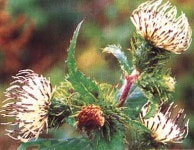 야생화식물원_영문 > MT. GAYA WILD FLOWERS