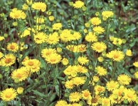 야생화식물원_영문 > MT. GAYA WILD FLOWERS