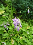 야생화식물원_영문 > MT. GAYA WILD FLOWERS