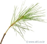 솔잎 > 음식 | 이미지 사용조건이 까다롭지 않은 요리사진 100만컷