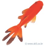 어류 상품리스트 | 이미지 사용조건이 까다롭지 않은 요리사진 100만컷