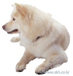 사모예드 > 동물 | 이미지 사용조건이 까다롭지 않은 요리사진 100만컷