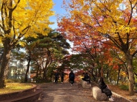 전경 게시판읽기 ( 가을을 지나는 중앙도서관 계단 ) | 성균관대 ( 갤러리 )