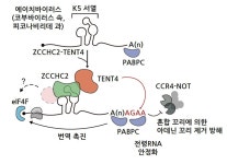 바이러스에서 찾은 RNA 안정화 서열로 바이러스 퇴치한다 - 연구성과 - 연구 - 서울대학교