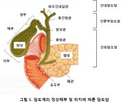 담도·췌장암센터 > 질환소개 > 담도암이란? | 분당서울대학교병원