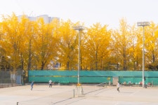 서강대학교 가을 캠퍼스 풍경