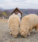 소노캄 비발디파크 | 휴양 소노호텔앤리조트