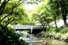 20160613 순헌관 연못 | 숙명여자대학교(국문)