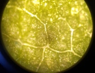 전자종합-장터 - Carl Zeiss Microscope 현미경 삼안