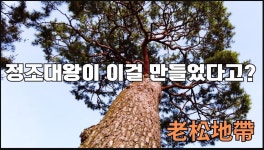 200살 소나무들 노송지대 - 자유게시판 - 소리전자