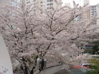 \오토그라프\로 듣는 우리가곡 - 탄노이 동호회