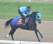 【エ女王杯】ミラーグロ納得の動き　定年近い和田道師に栄冠を― スポニチ Sponichi Annex ギャンブル 【エ女王杯】... 