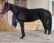 【チャンピオンズＣ】カフジテイク８０点、飛節角度絶妙― スポニチ Sponichi Annex ギャンブル 【チャンピオンズＣ】... 