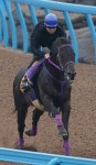 ＜目黒記念＞好状態を維持しているゴールドギア ― スポニチ Sponichi Annex ギャンブル ＜目黒記念... 