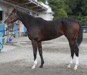 【秋華賞】アカイトリノムスメ100点　ふっくらと淑女へ華麗に変身 - スポニチ Sponichi Annex ギャンブル
