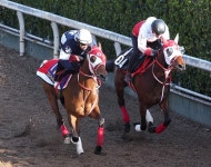 【皐月賞】ミスタージーティー　併せて余裕先着、矢作師「持ち味を生かす競馬ができれば」― スポニチ Sponichi Annex ギャンブル... 
