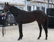 巨人・岡本にミスターが軸足の使い方を指導　背中の張りから復帰― スポニチ Sponichi Annex 野球 巨人... 