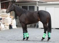 【天皇賞・春】リッジマン70点　成長ほぼない - スポニチ Sponichi Annex ギャンブル