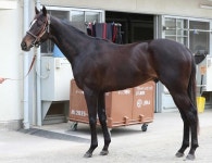 【高松宮記念】シャインガーネット80点　毛ヅヤなら負けない― スポニチ Sponichi Annex ギャンブル 【高松宮記念】... 