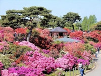 【群馬・館林】花は来年のお楽しみに…1万株が咲き誇るつつじが岡公園― スポニチ Sponichi Annex 社会 【群馬・館林】... 